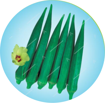 Okra F1 7705